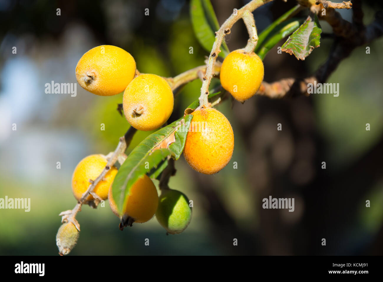 Loquat fruit,Eriobotrya japonica,also know as a Japanese Plum. Stock Photo
