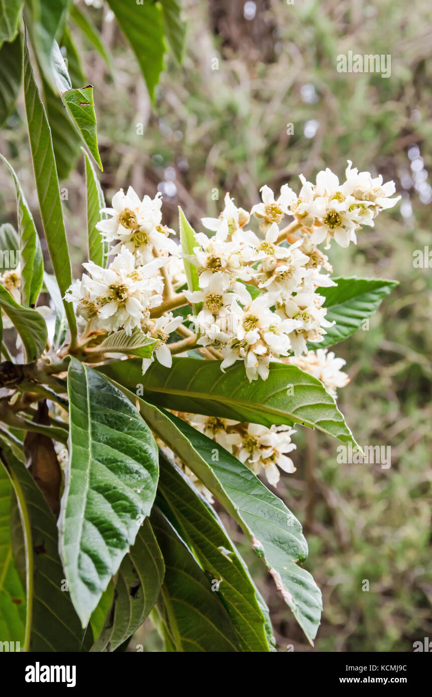 Loquat  flowers. Eriobotrya japonica.also known as Japanese plum or Chinese plum. Stock Photo