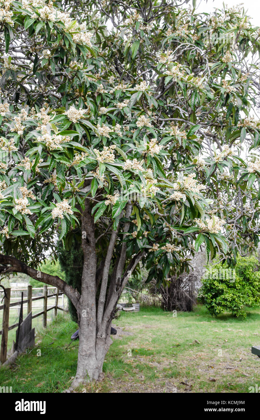 Loquat tree in flower. Eriobotrya japonica.also known as Japanese plum or Chinese plum Stock Photo