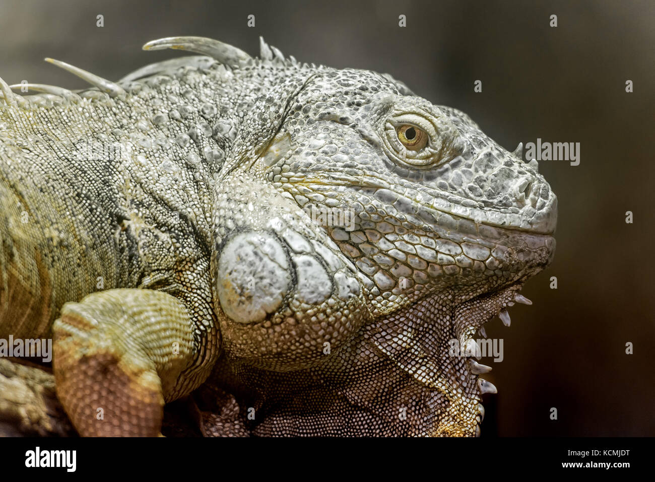 close view ofa big  american green iguana's head Stock Photo