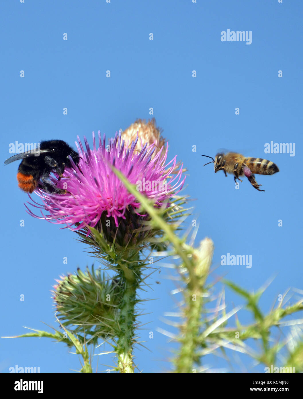 picture of a bee fly to flower Stock Photo Alamy