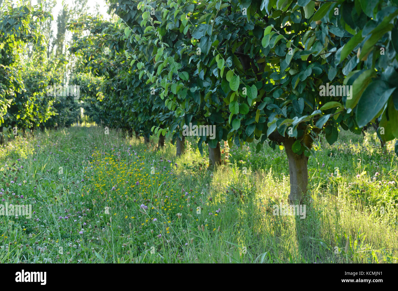 Orchard, Provence, France Stock Photo