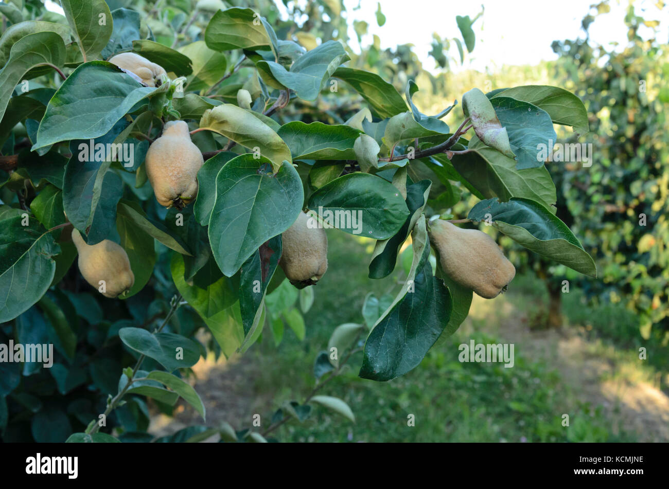 Quince (Cydonia oblonga) Stock Photo