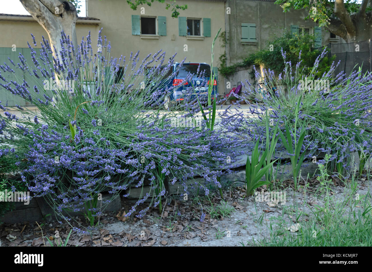 Lavender (Lavandula) in front of a Provençal house, France Stock Photo
