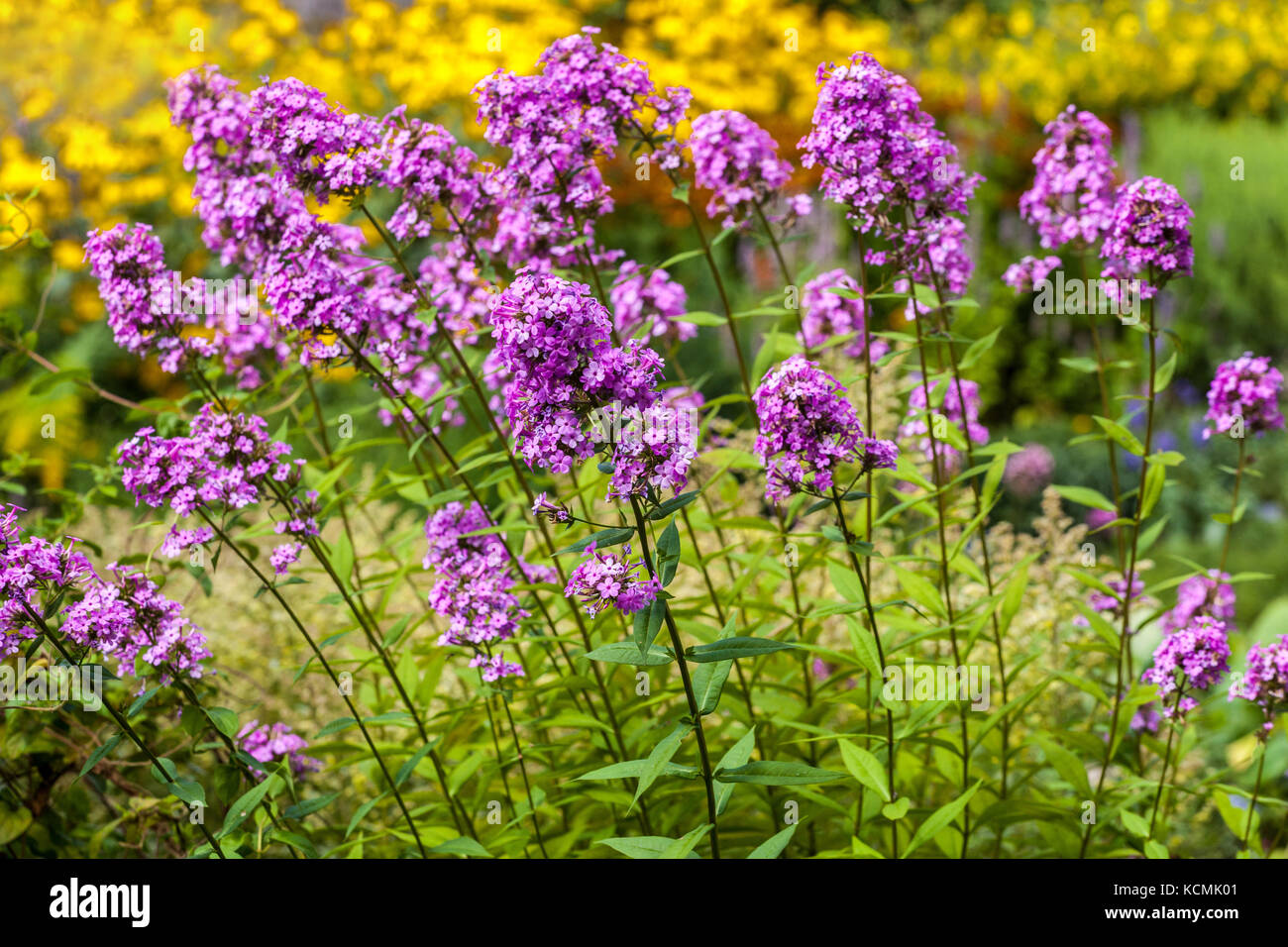 Purple Phlox paniculata ' Jeane ' Stock Photo