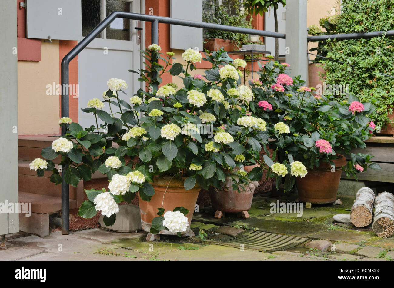 Big-leaved hydrangea (Hydrangea macrophylla) in flower tubs Stock Photo