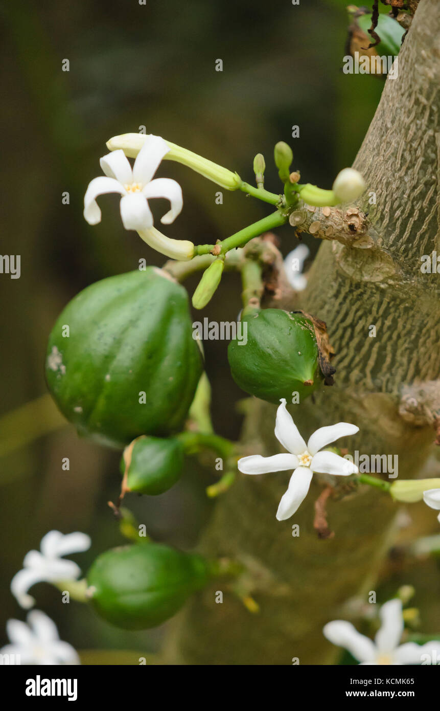 Vasconcellea cauliflora syn. Carica cauliflora Stock Photo
