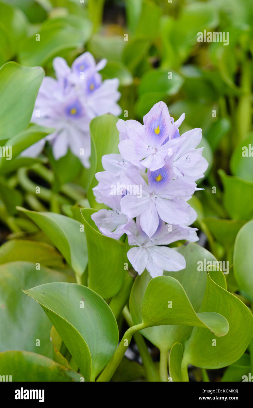 Water hyacinth (Eichhornia crassipes) Stock Photo