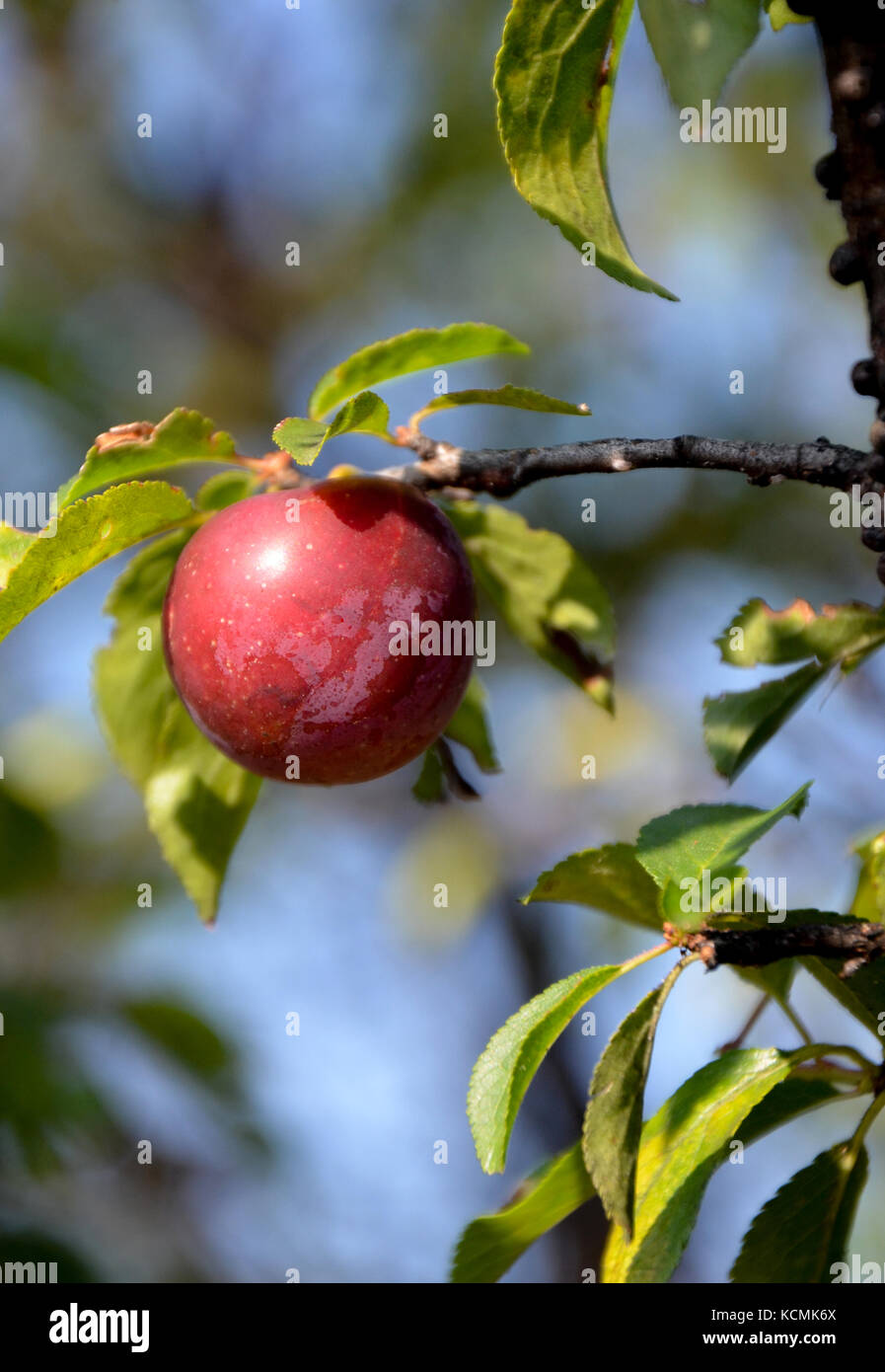 picture of a Organic ripe plums Stock Photo - Alamy