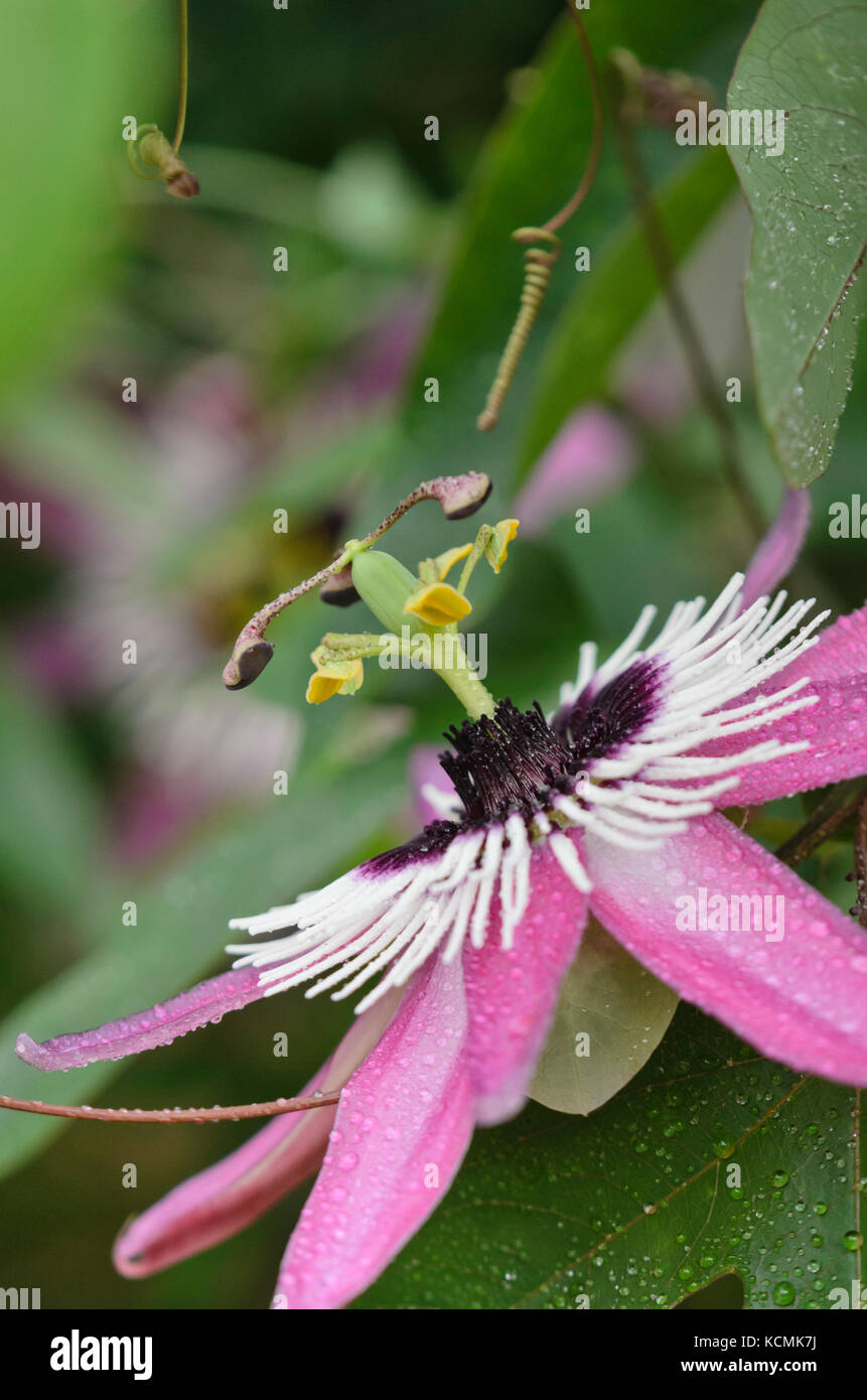Passion flower (Passiflora x violacea) Stock Photo
