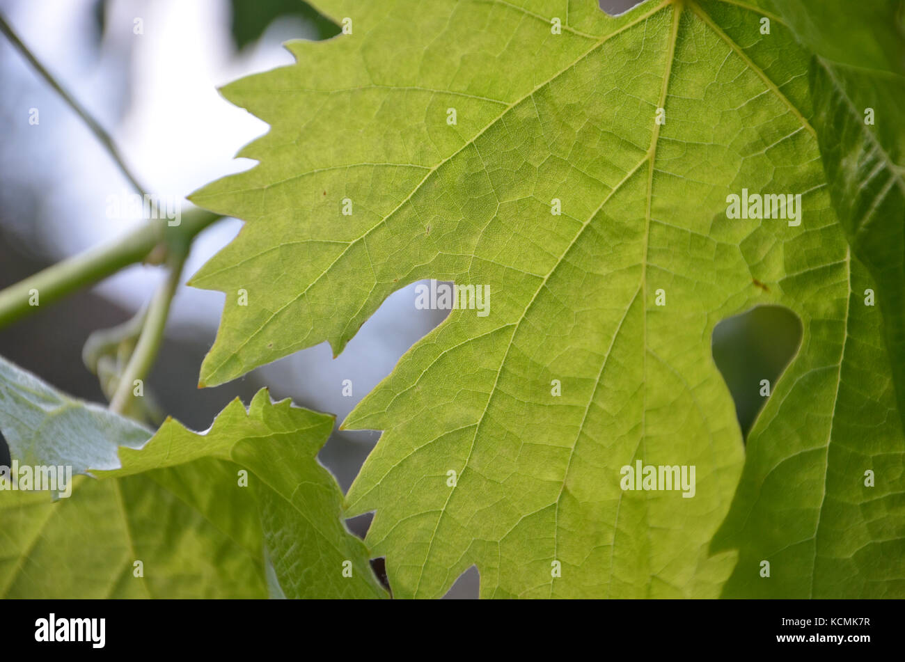 Picture of a Green grape leaves Stock Photo - Alamy