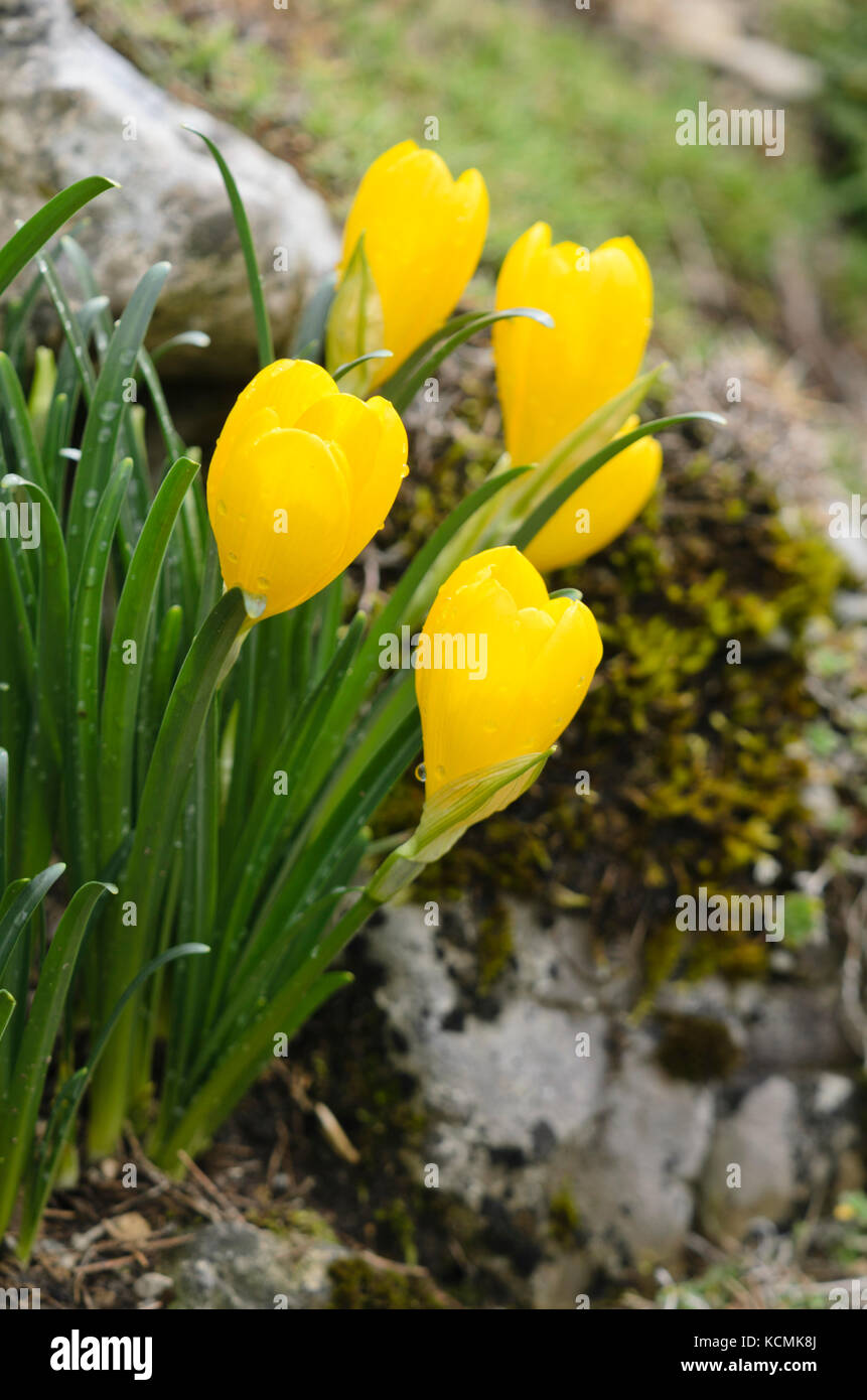 Autumn daffodil (Sternbergia lutea) Stock Photo