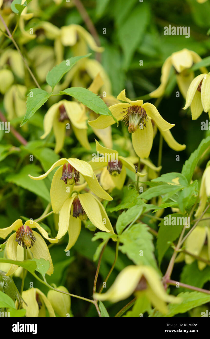 Clematis (Clematis songarica) Stock Photo