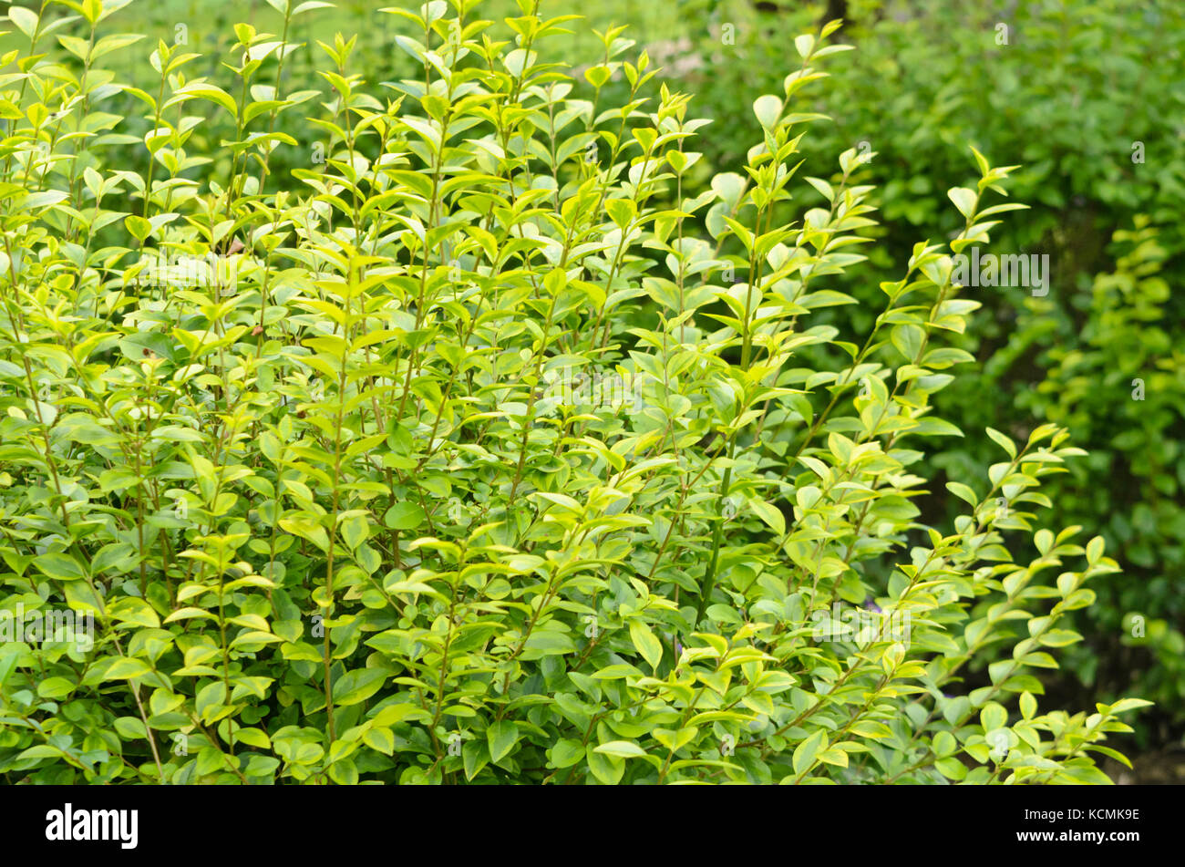 California privet (Ligustrum ovalifolium 'Aureum') Stock Photo