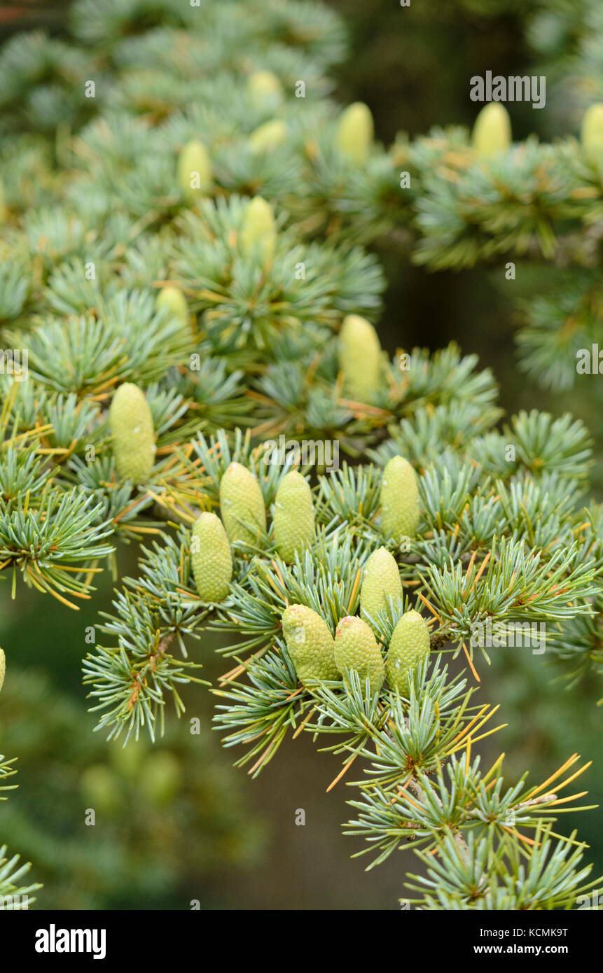 Cedar of Lebanon (Cedrus libani subsp. stenocoma) Stock Photo