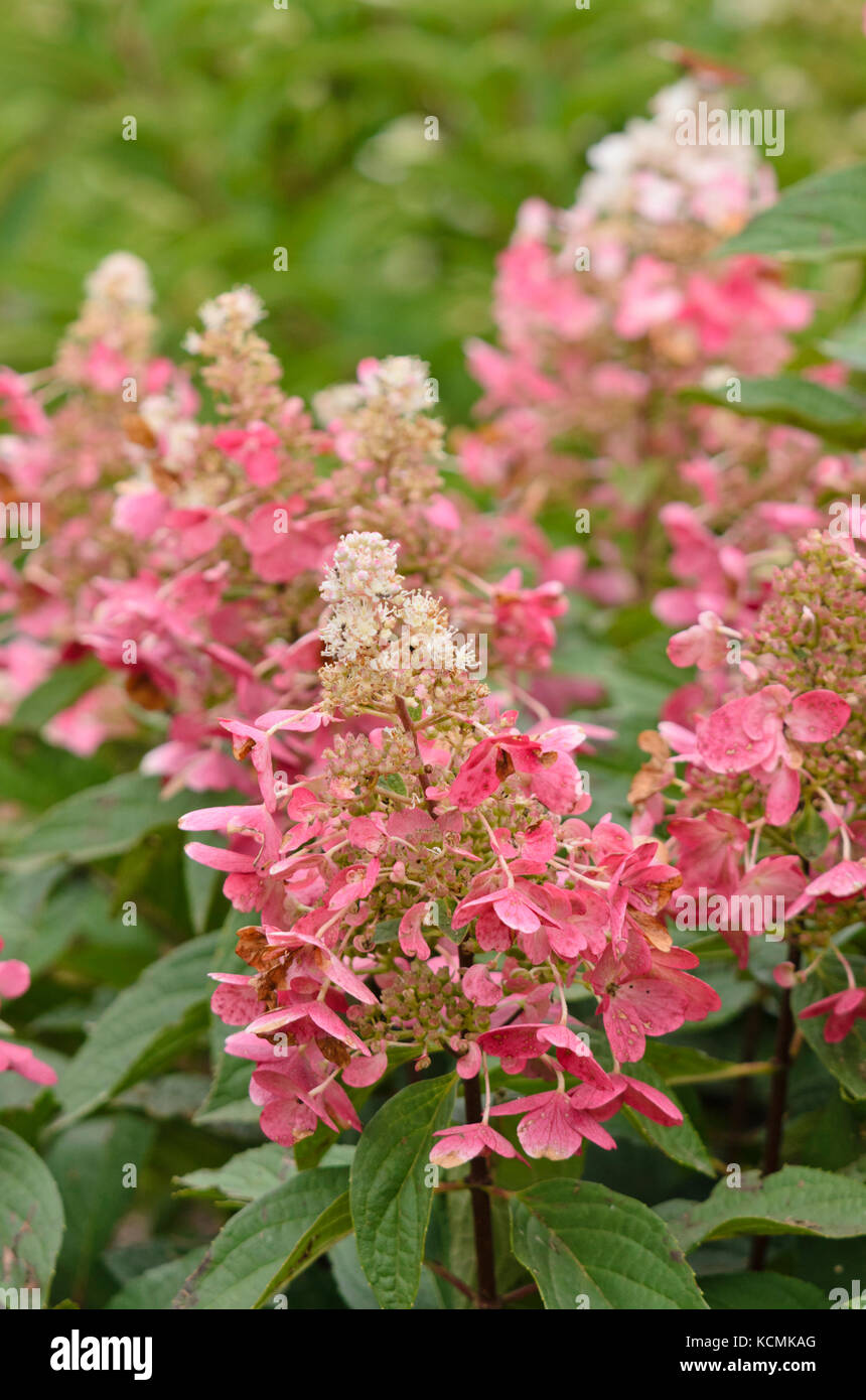 Panicle hydrangea (Hydrangea paniculata 'Pinky Winky' Stock Photo - Alamy