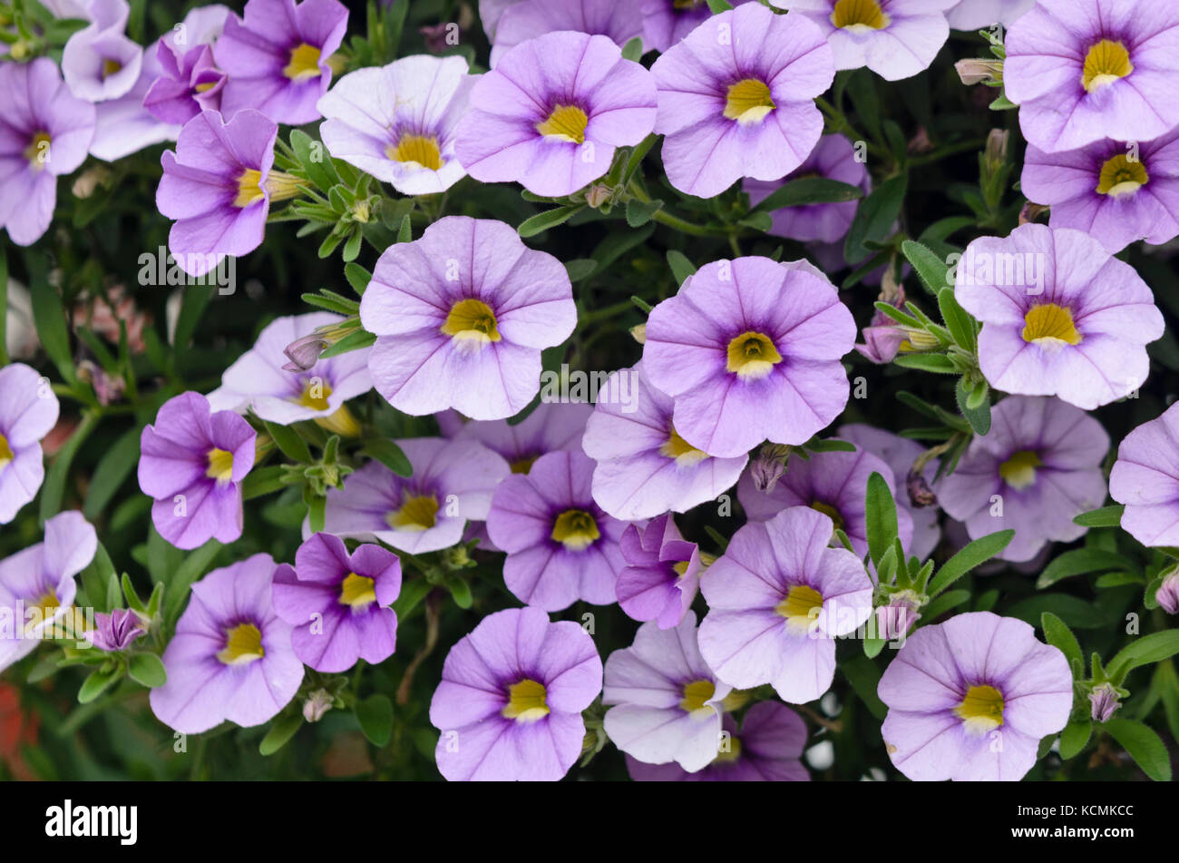 Calibrachoa Aloha Blue Sky Stock Photo