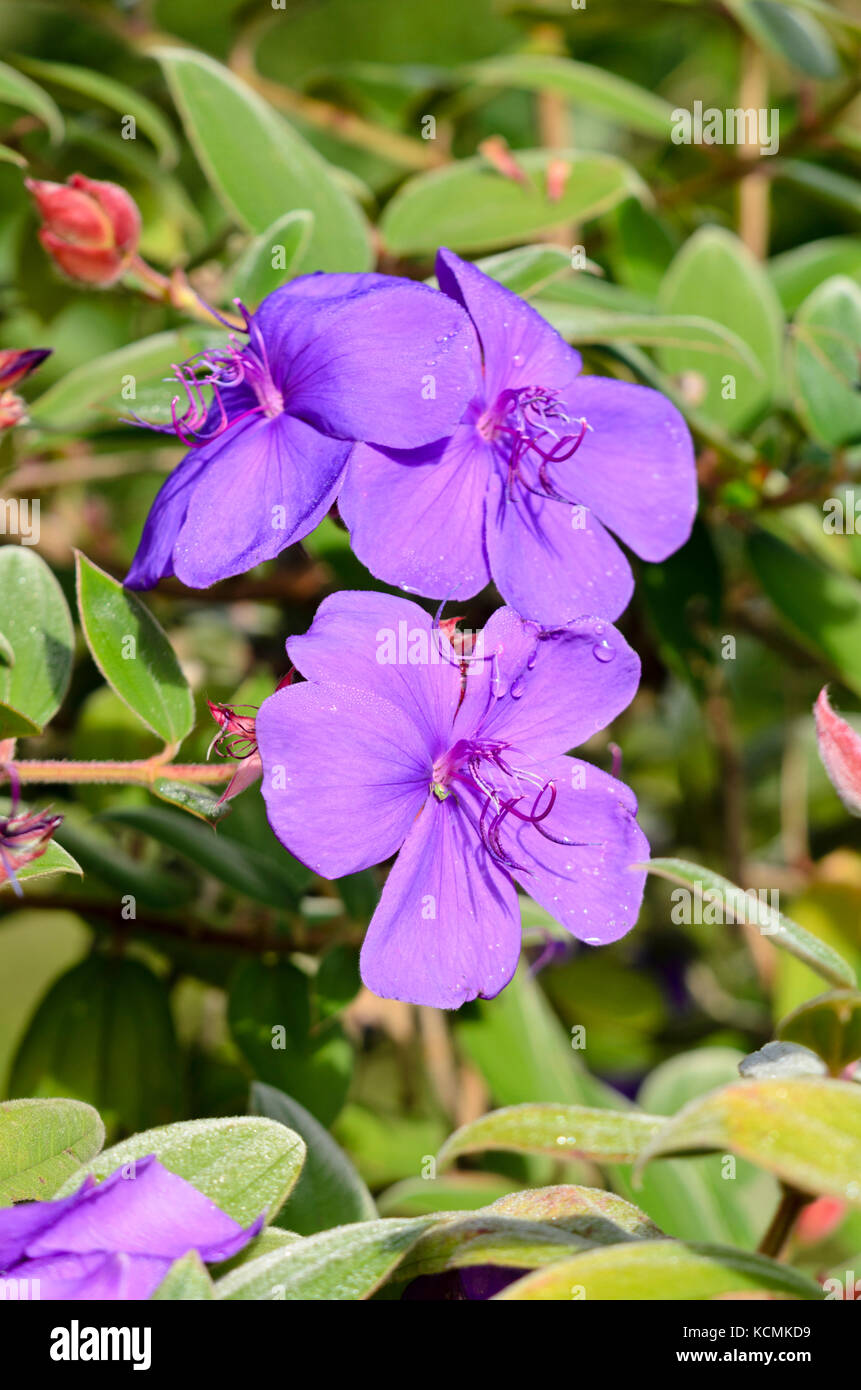 Princess flower (Tibouchina urvilleana) Stock Photo