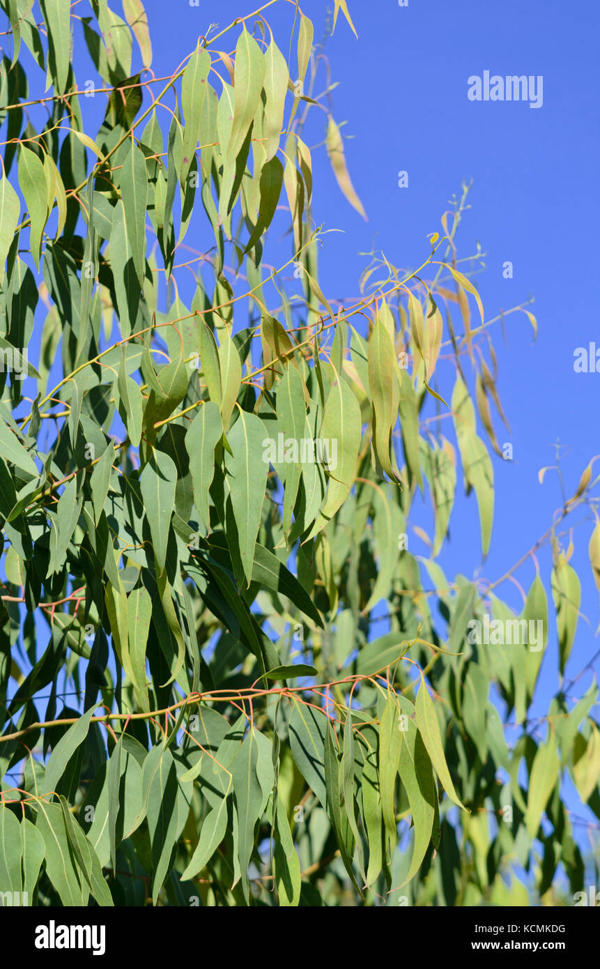Silver princess gum (Eucalyptus caesia) Stock Photo