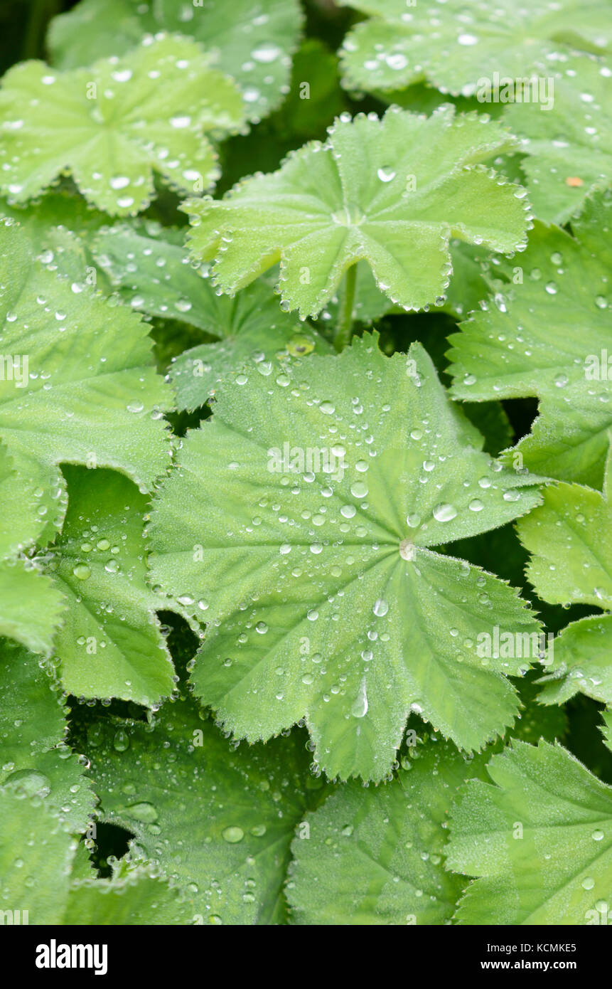 Lady's mantle (Alchemilla) with rain drops Stock Photo