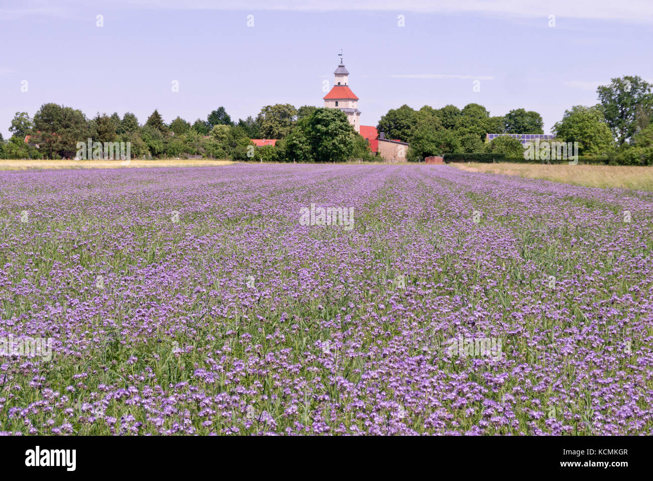 Lacy phacelia (Phacelia tanacetifolia) Stock Photo