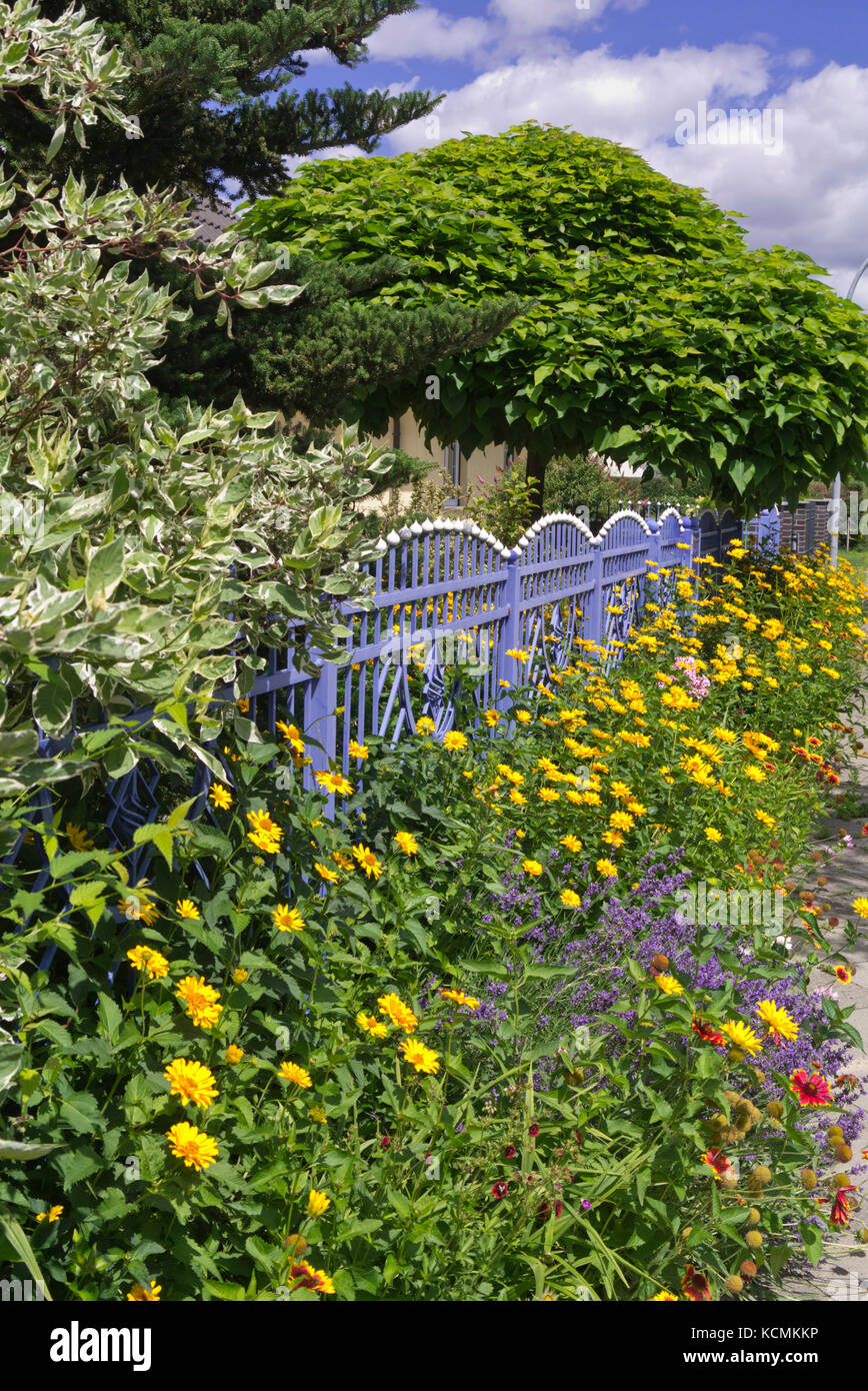 False sunflower (Heliopsis helianthoides) and common lavender (Lavandula angustifolia) at a blue garden fence Stock Photo