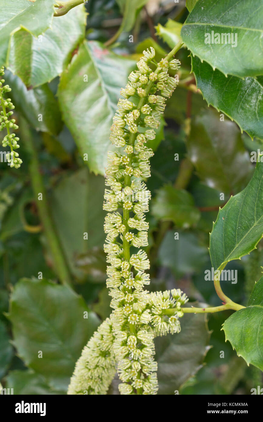 Hollyleaf sweetspire (Itea ilicifolia) Stock Photo