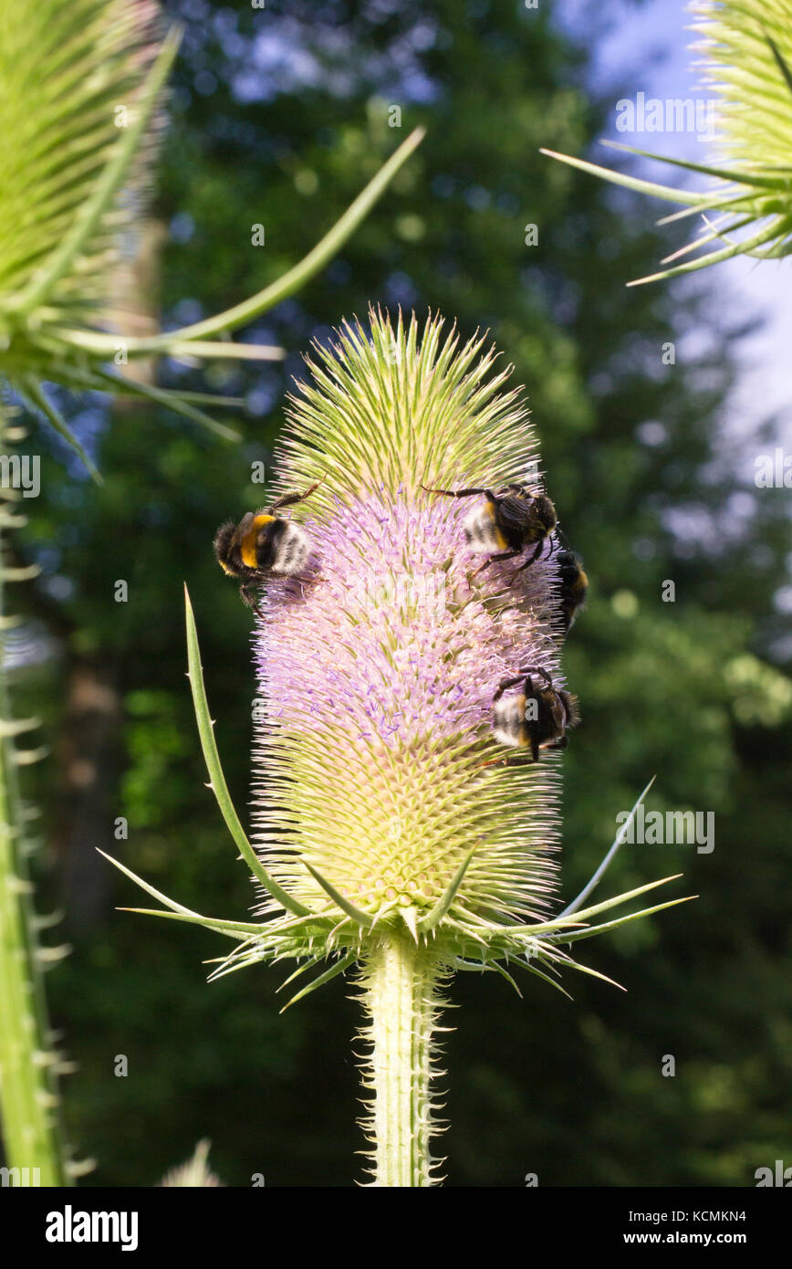 Fuller's teasel (Dipsacus sativus) and bumble bees (Bombus) Stock Photo