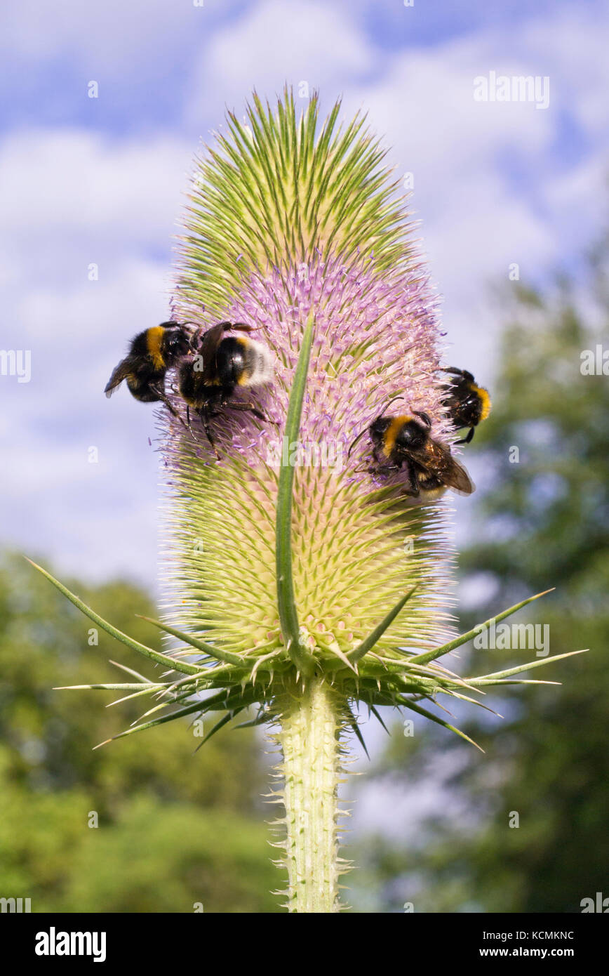 Fuller's teasel (Dipsacus sativus) and bumble bees (Bombus) Stock Photo