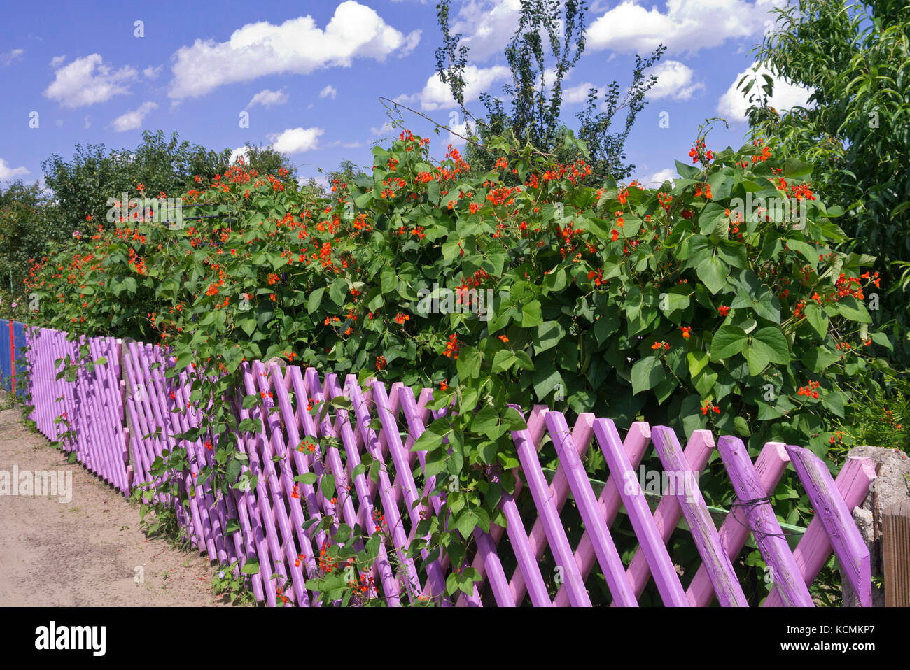 Runner bean (Phaseolus coccineus) in front of a purple garden fence Stock Photo