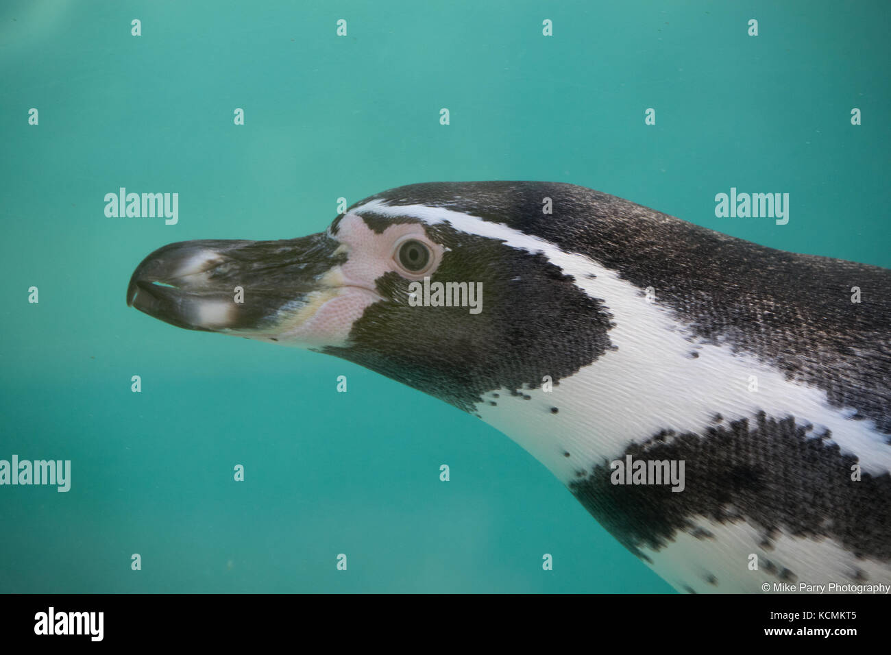 Humboldt Penguin Stock Photo