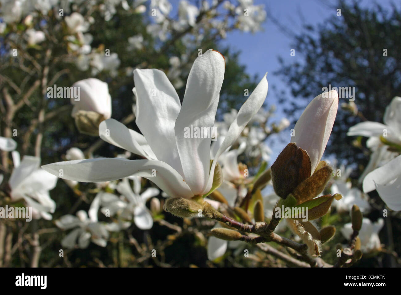 White Makgnolia flowers with trees and blue sky in the background Stock ...