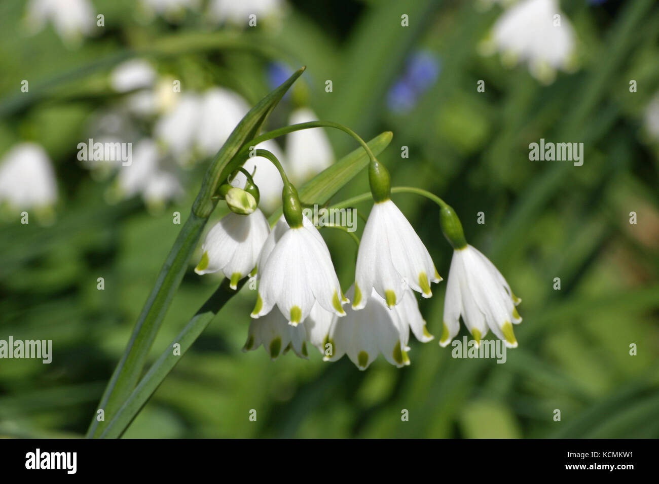 White spring snowflake (Leucojum vernum) flowers in springtime in close ...