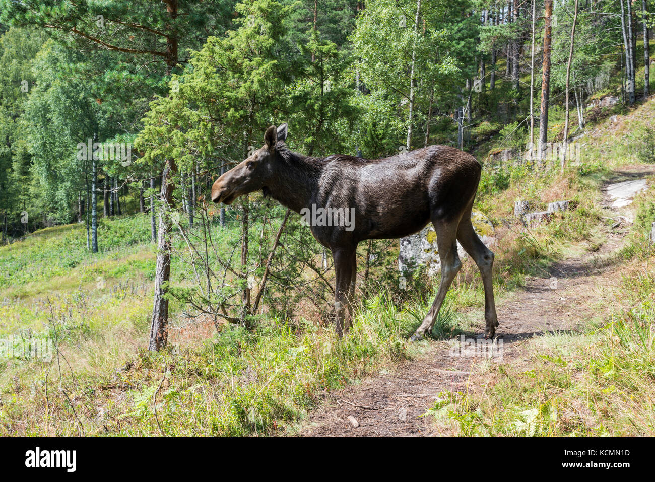 moose or antler in norway Stock Photo