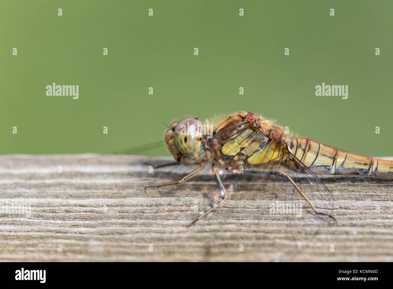 common darter (Sympetrum striolatum) female perched on piece of wood, Norfolk Stock Photo
