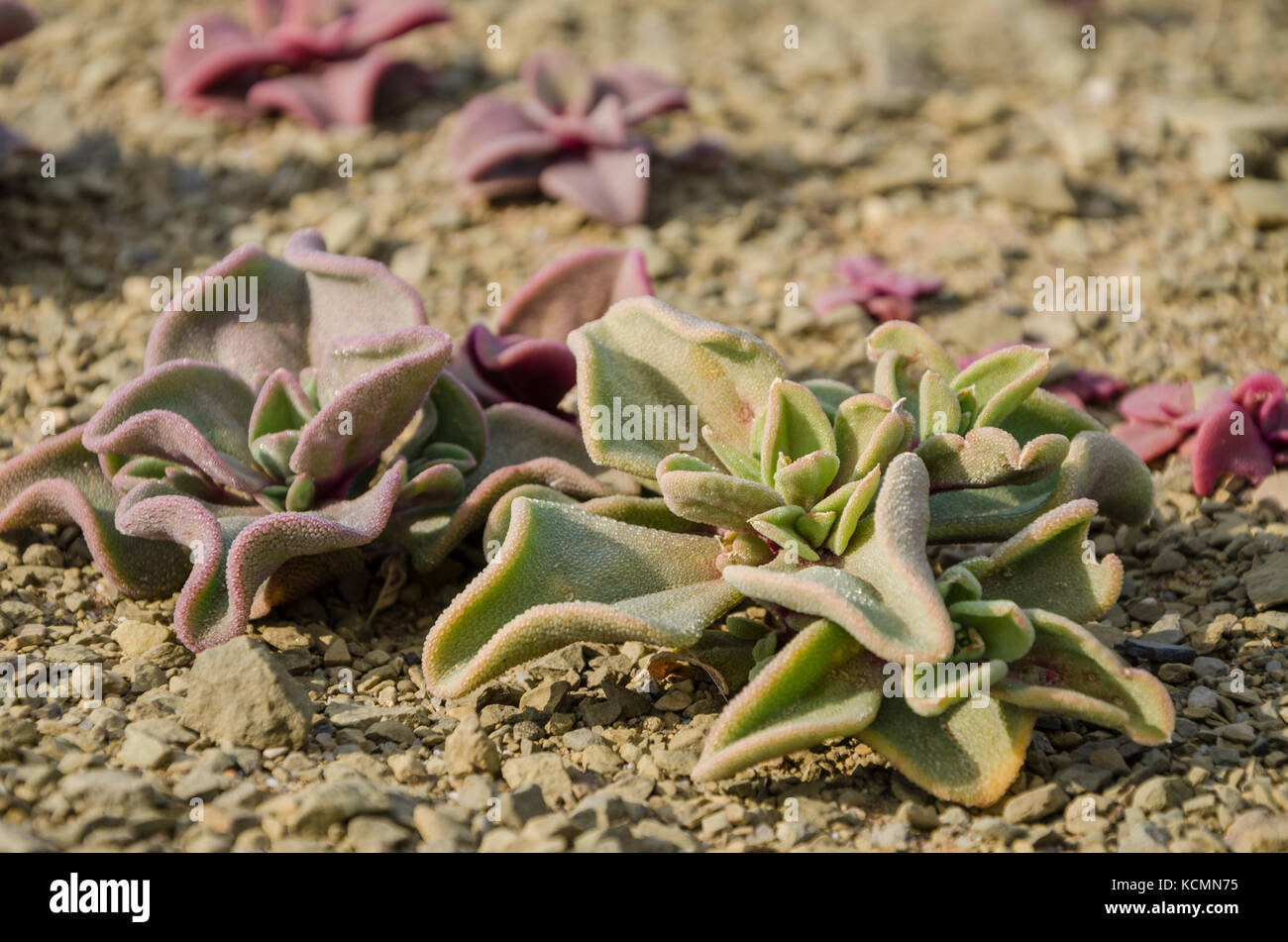 Close-up macro of beautiful desert succulent growing in Namib desert, Namibia, Southern Africa Stock Photo