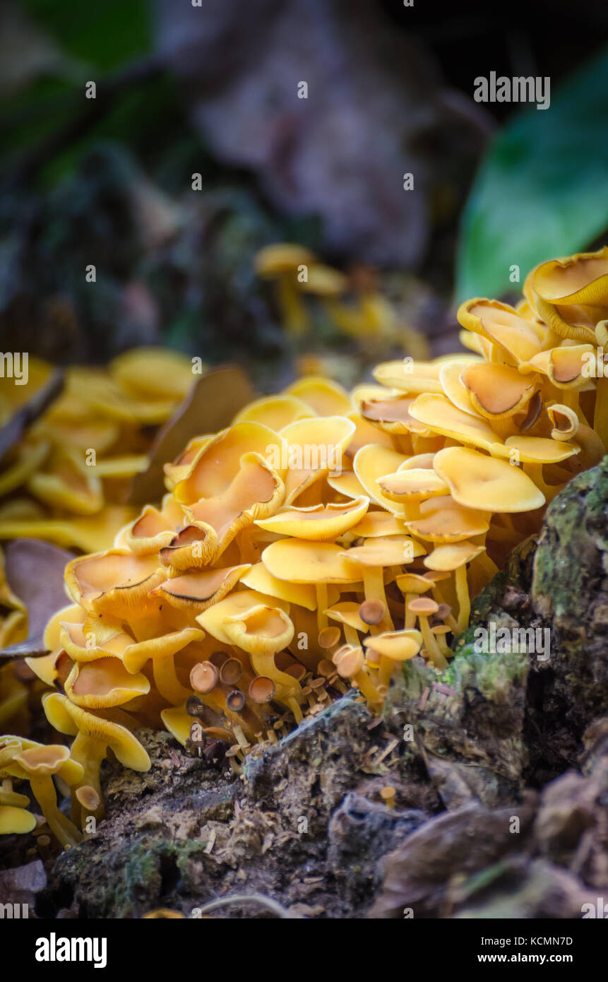 Close-up macro of many beautiful yellow mushrooms growing on forest ground in Ghana, West Africa Stock Photo