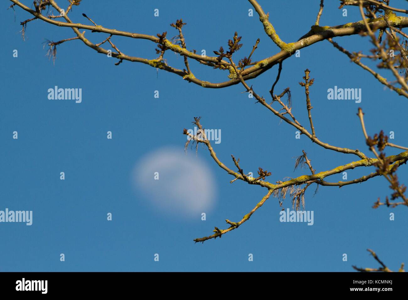 Ash Tree (Fraxinus excelsior ) with three quarter moon ,spring buds ...