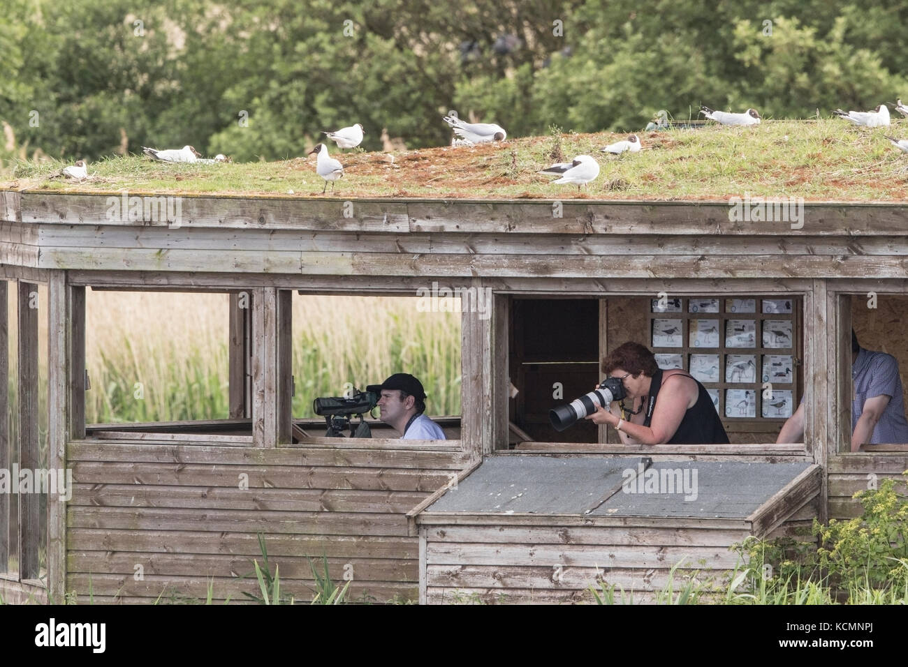 birdwatchers and photographers in hide on nature reserve in Norfolk Stock Photo