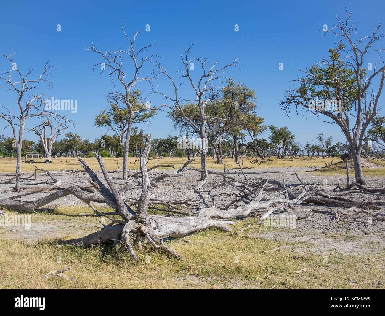 Many dead trees in beautiful landscape of Moremi National Park with 4x4 car in background, Botswana, Southern Africa Stock Photo