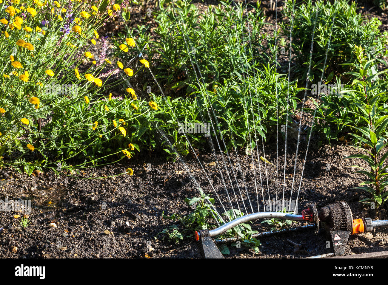 Water sprinkler irrigating a garden Stock Photo