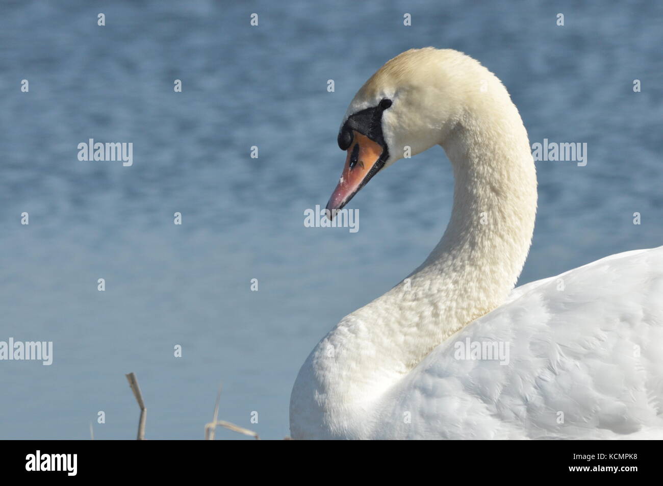 Mute Swan. Large white water bird. Floating on the lake Stock Photo Alamy