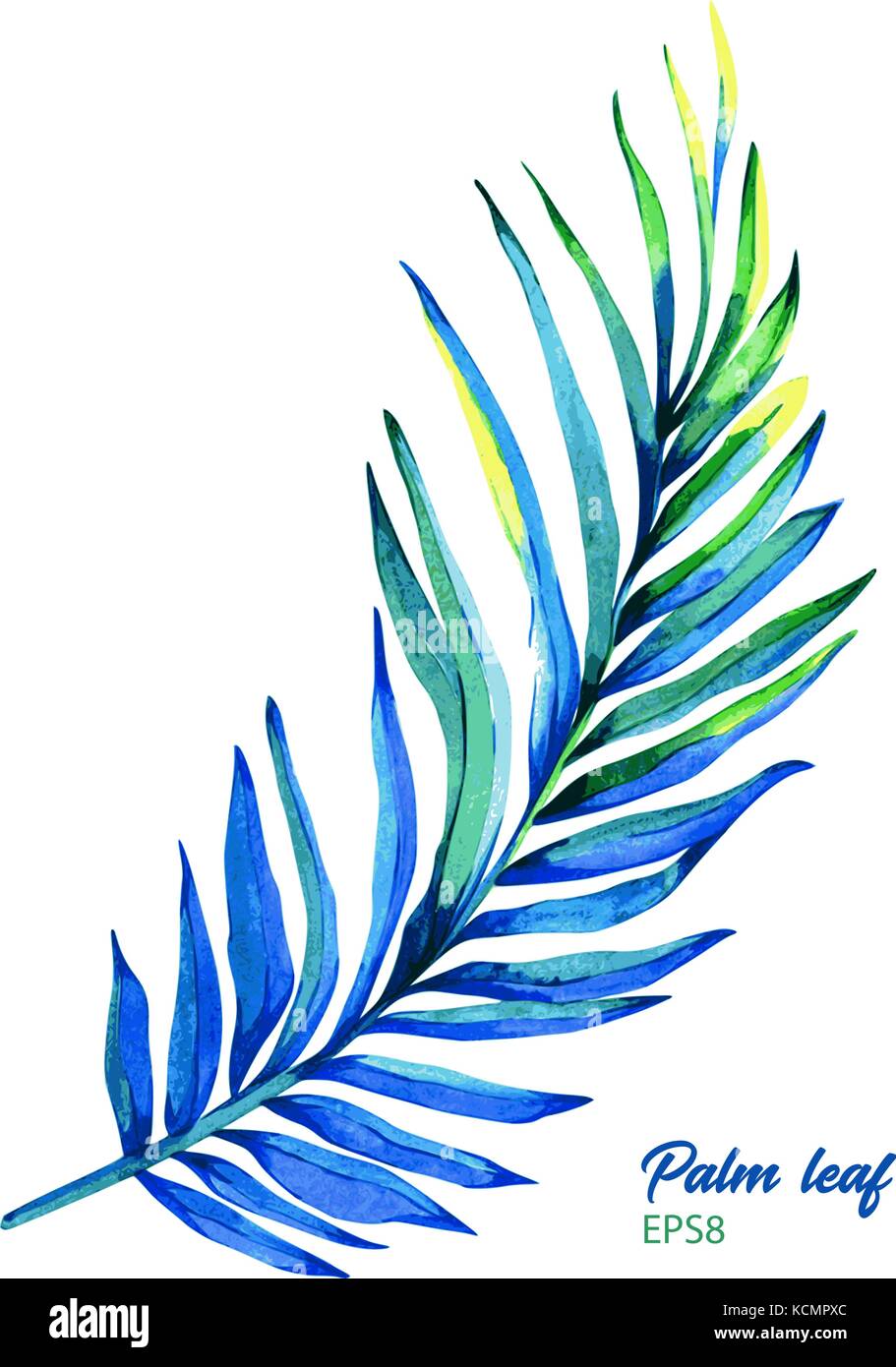 Hand painted watercolor betel palm. Vector botanical illustration of areca catechu leaf, isolated on white background. Element for your design. Stock Vector
