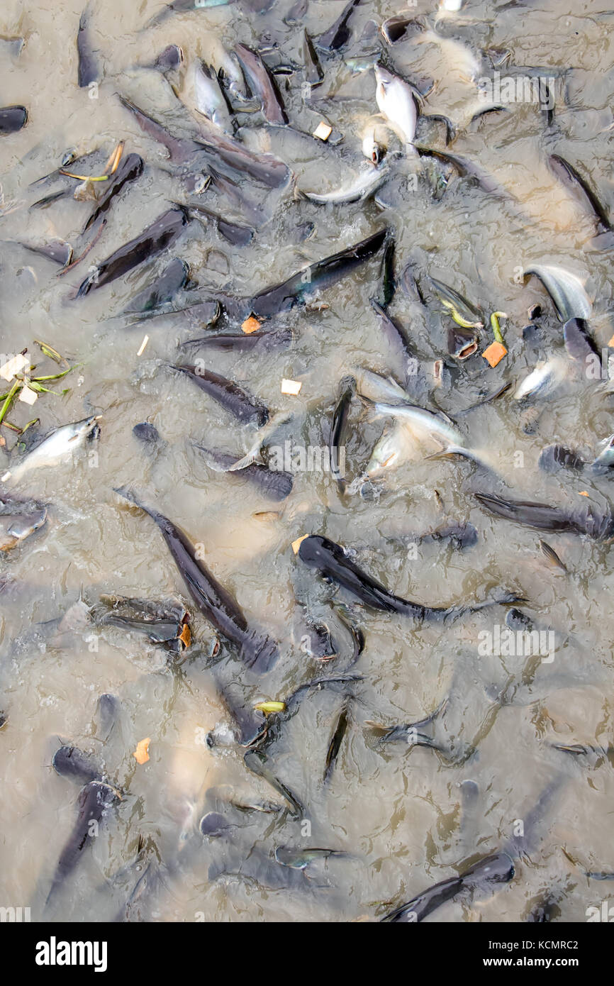Many different fish competing for food in river. Fish jump in water for food in Chao Phraya River Bangkok, Thailand. Stock Photo