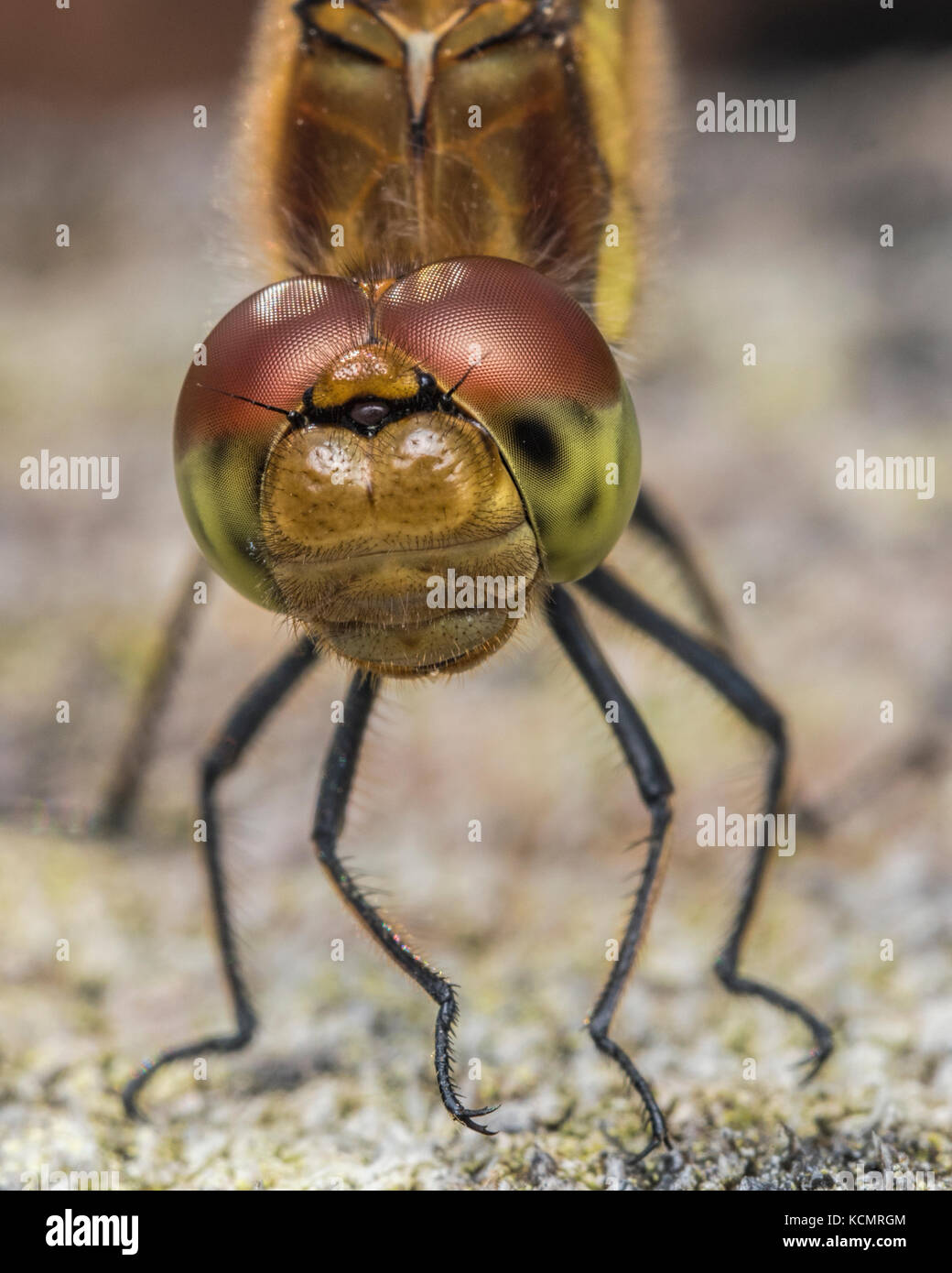 Close up of female Common Darter Dragonfly (Sympetrum striolatum) on tree stump. Tipperary, Ireland Stock Photo