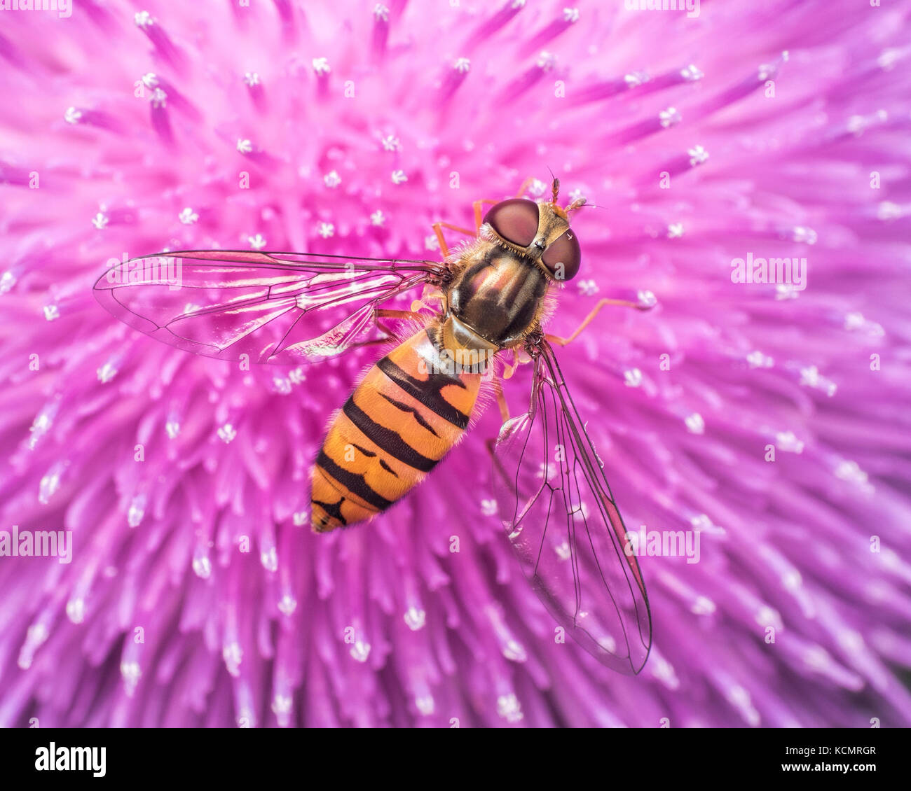 Orange marmalade history hires stock photography and images Alamy