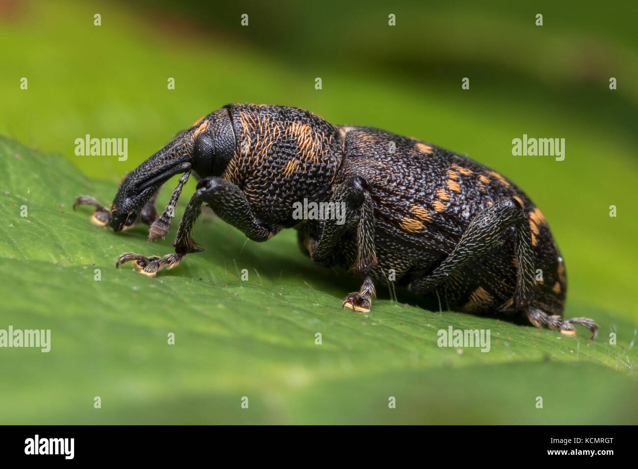 Large Pine Weevil (Hylobius abietis) resting on leaf. Tipperary, Ireland Stock Photo