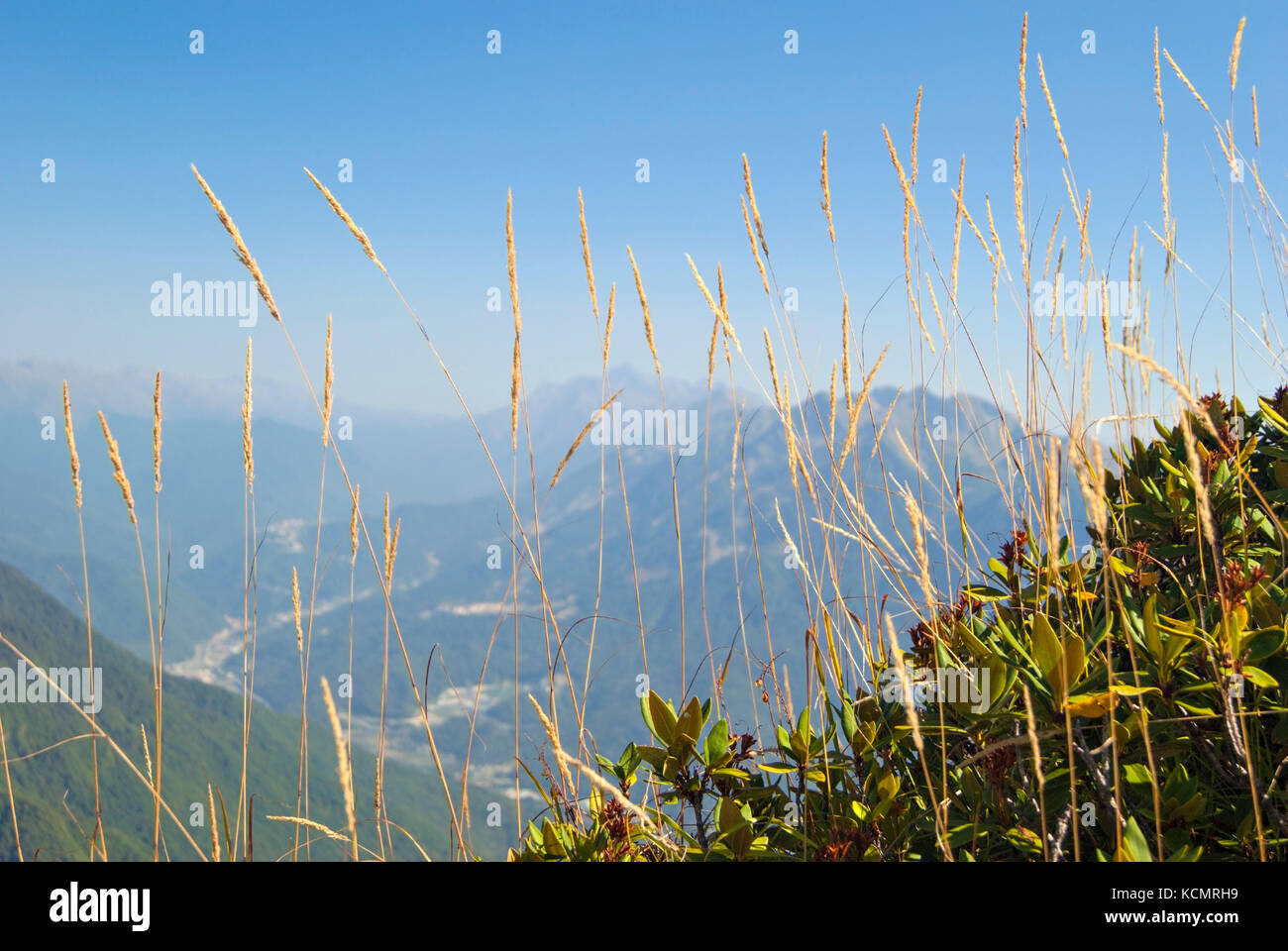 on the foreground in focus - branches of the rhododendron and dry spikelets of autumn grass; Blurred background - sky and mountain peaks in clear weat Stock Photo