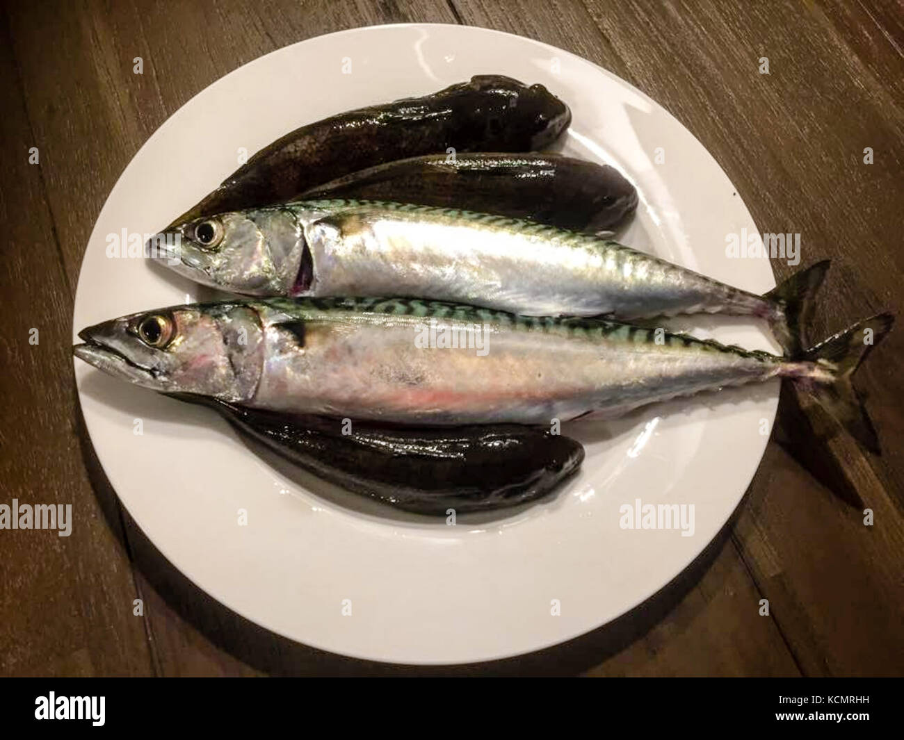 Freshly caught mackerel and gobies or bullhead fish. Stock Photo
