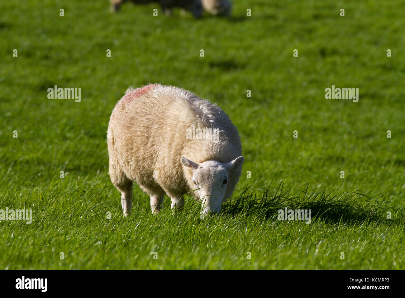 Sheep. Single adult grazing. Powys. Wales Stock Photo